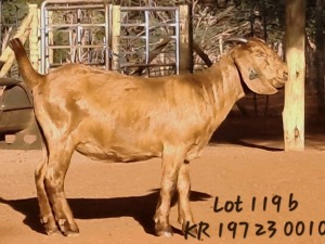 1X KALAHARI RED FLOCK 48-524 DOE JAZETT GENETICS KALAHARI REDS AND BOERGOAT STUD