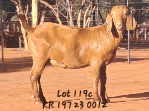 WITHDRAWN - 1X KALAHARI RED DOE JAZETT GENETICS KALAHARI REDS AND BOERGOAT STUD