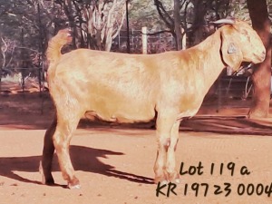 1X KALAHARI RED FLOCK 48-521 DOE JAZETT GENETICS KALAHARI REDS AND BOERGOAT STUD