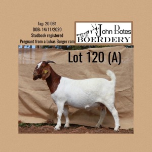 1X BOER GOAT PREGNANT FLOCK 48-533 DOE JOHN BOTES BOERDERY