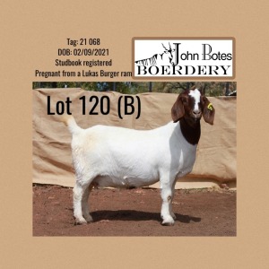 1X BOER GOAT PREGNANT FLOCK 48-531 DOE JOHN BOTES BOERDERY