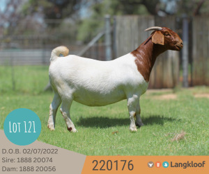 1X BOER GOAT PREGNANT FLOCK 48-503 DOE LANGKLOOF BOERBOKSTOET