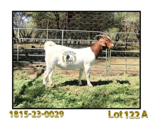 1X BOER GOAT FLOCK 48-529 DOE LOURON BOERBOK STOET