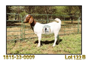 1X BOER GOAT FLOCK 48-527 DOE LOURON BOERBOK STOET