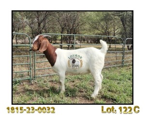 1X BOER GOAT FLOCK 48-528 DOE LOURON BOERBOK STOET