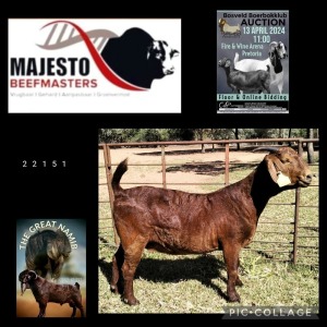 1X KALAHARI RED PREGNANT STUD 48-336 DOE MAJESTO