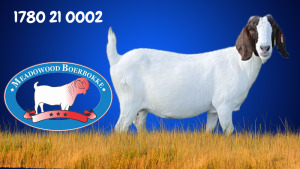 WITHDRAWN - 1X BOER GOAT DOE MEADOWOOD BOERBOKSTOET