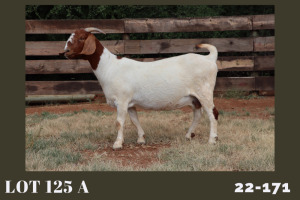 WITHDRAWN - 1X BOER GOAT DOE MILAMIEK BOERBOKSTOET