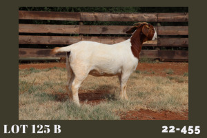 1X BOER GOAT STUD 48-326 DOE MILAMIEK BOERBOKSTOET