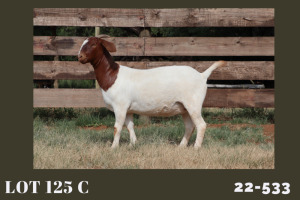 1X BOER GOAT FLOCK 48-516 DOE MILAMIEK BOERBOKSTOET