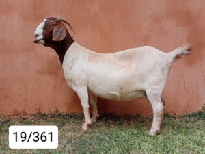 1X BOER GOAT PREGNANT FLOCK 48-505 DOE N&G FOURIE STOET