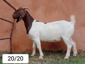 WITHDRAWN - 1X BOER GOAT DOE N&G FOURIE STOET