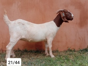 1X BOER GOAT PREGNANT FLOCK 48-507 DOE N&G FOURIE STOET