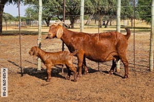 1X KALAHARI RED FLOCK 48-510 DOE POEN DE BRUYN STOET