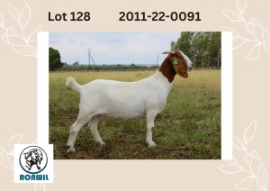 WITHDRAWN - 1X BOER GOAT DOE RONWIL BOERBOKSTOET