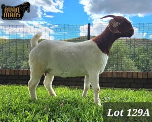 1X BOER GOAT FLOCK 48-535 DOE RUAN MANS BOER GOAT STUD