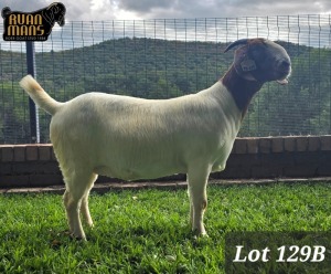 1X BOER GOAT STUD 48-335 DOE RUAN MANS BOER GOAT STUD