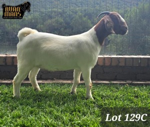 1X BOER GOAT PRGNANT FLOCK 48-537 DOE RUAN MANS BOER GOAT STUD