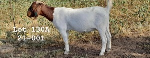 WITHDRAWN - 1X BOER GOAT DOE SPITSKOP BOERGOAT STUD