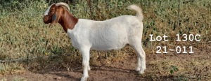 WITHDRAWN - 1X BOER GOAT DOE SPITSKOP BOERGOAT STUD