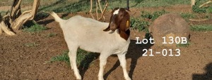 WITHDRAWN - 1X BOER GOAT DOE SPITSKOP BOERGOAT STUD