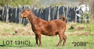 WITHDRAWN - 1X KALAHARI RED DOE TOLLIE JORDAAN EN SEUNS