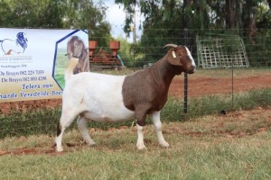 WITHDRAWN - 1X BOER GOAT DOE FERANDE BOERBOKSTOET