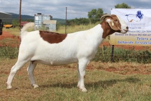 1X BOER GOAT PREGNANT FLOCK 42-174 DOE FERANDE BOERBOKSTOET