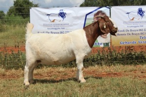 WITHDRAWN - 1X BOER GOAT DOE FERANDE BOERBOKSTOET