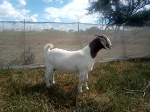 1X BOER GOAT FLOCK 48-519 DOE GOEDVOOR BOERBOKSTOET