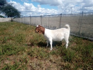 WITHDRAWN - 1X BOER GOAT DOE GOEDVOOR BOERBOKSTOET