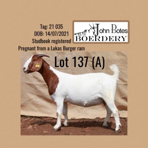 1X BOER GOAT PREGNANT FLOCK 48-534 DOE JOHN BOTES BOERDERY