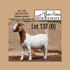 WITHDRAWN - 1X BOER GOAT DOE JOHN BOTES BOERDERY