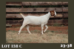 WITHDRAWN - 1X BOER GOAT DOE MILAMIEK BOERBOKSTOET