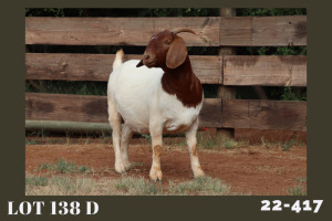 WITHDRAWN - 1X BOER GOAT DOE MILAMIEK BOERBOKSTOET