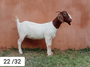 WITHDRAWN - 1X BOER GOAT DOE N&G FOURIE STOET