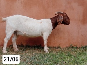 WITHDRAWN - 1X BOER GOAT DOE N&G FOURIE STOET