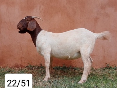 WITHDRAWN - 1X BOER GOAT DOE N&G FOURIE STOET