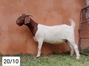 1X BOER GOAT PREGNANT FLOCK 48-506 DOE N&G FOURIE STOET