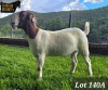 1X BOER GOAT PREGNANT FLOCK 48-538 DOE RUAN MANS BOER GOAT STUD