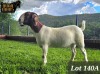 1X BOER GOAT PREGNANT FLOCK 48-538 DOE RUAN MANS BOER GOAT STUD - 2