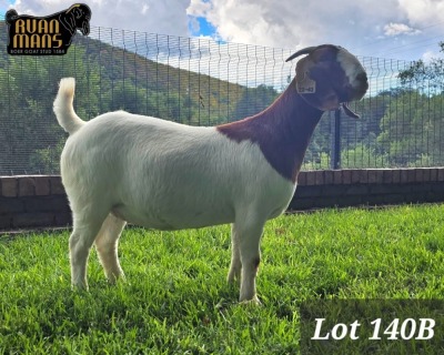 1X BOER GOAT PREGNANT FLOCK 48-536 DOE RUAN MANS BOER GOAT STUD