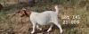 WITHDRAWN - 1X BOER GOAT DOE SPITSKOP BOERGOAT STUD