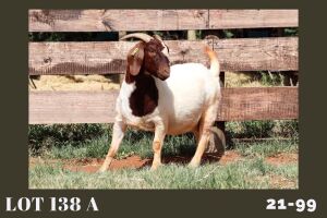 1X BOER GOAT STUD 48-327 DOE MILAMIEK BOERBOKSTOET