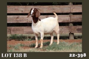 1X BOER GOAT STUD 48-325 DOE MILAMIEK BOERBOKSTOET