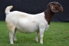 1X BOER GOAT STUD DOE KARSTEN BOER GOAT STUD