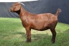 1X KALAHARI RED FLOCK DOE KARSTEN BOER GOAT STUD