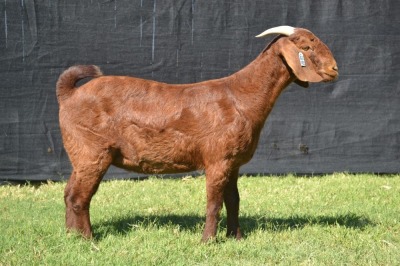 1X KALAHARI RED FLOCK DOE KARSTEN BOER GOAT STUD