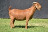 1X KALAHARI RED FLOCK DOE KARSTEN BOER GOAT STUD