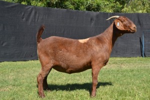 1X KALAHARI RED FLOCK ON WEAN DOE KARSTEN BOER GOAT STUD